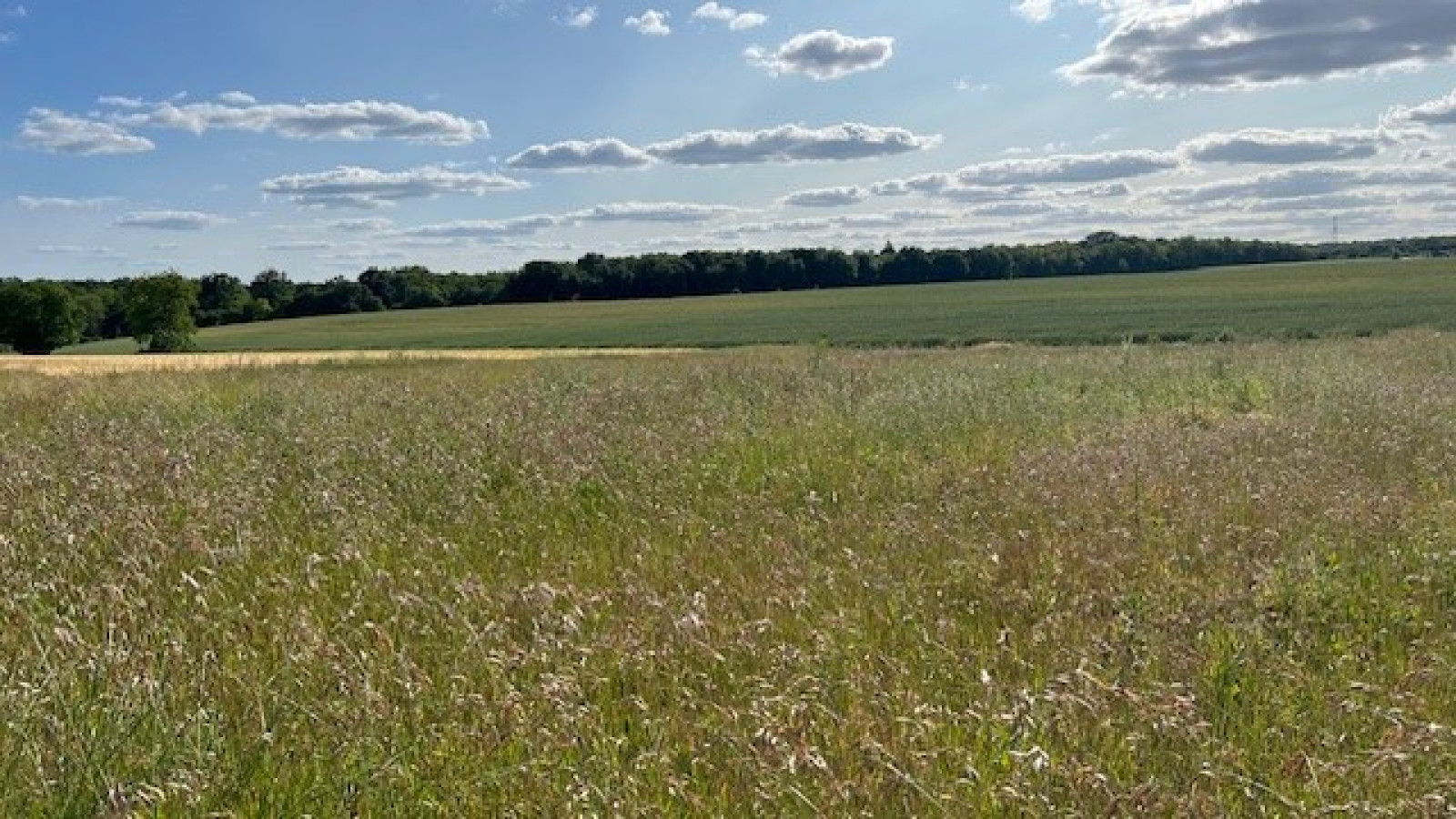 Terrain constructible de 971m2 à Rouziers-de-Touraine